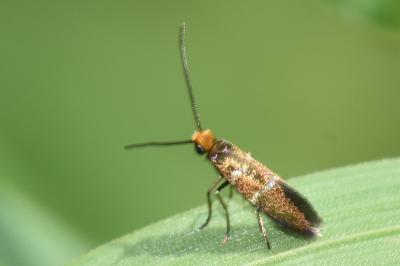 <i>Micropterix aruncella</i>