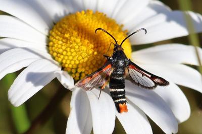 <i>Pyropteron chrysidiforme</i>