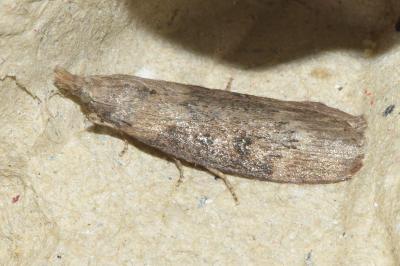 <i>Lamoria anella</i>