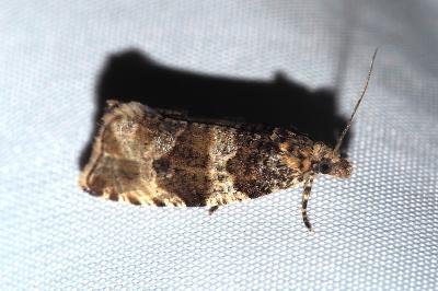 <i>Celypha lacunana</i>
