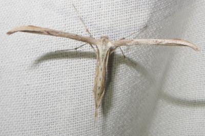 <i>Emmelina argoteles/monodactyla</i>