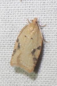 <i>Acleris ferrugana/notana</i>