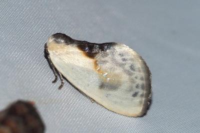 <i>Cilix glaucata</i>