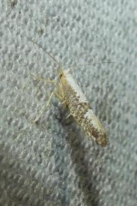 <i>Argyresthia spinosella</i>