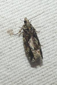 <i>Zeiraphera isertana</i>
