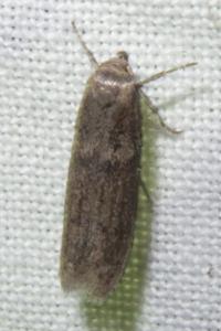 <i>Blastobasis</i>