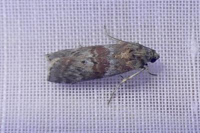 <i>Phycita roborella</i>
