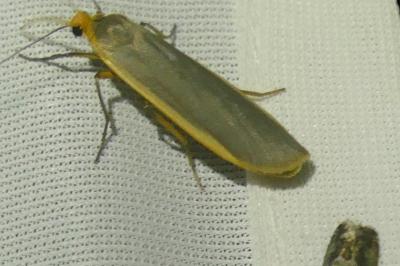 <i>Nyea lurideola</i>