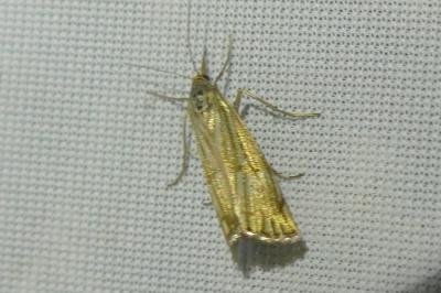 <i>Chrysocrambus linetella</i>