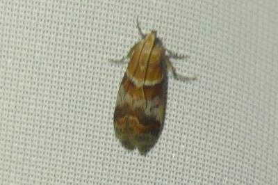 <i>Acrobasis repandana</i>
