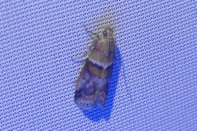 <i>Acrobasis repandana</i>