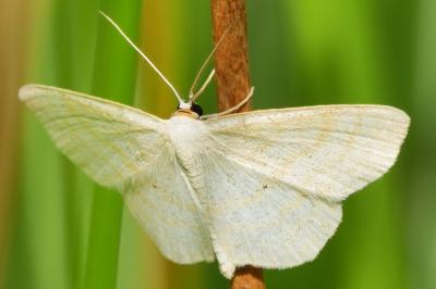 <i>Scopula immutata</i>