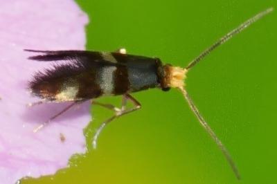 Micropterix aglaella