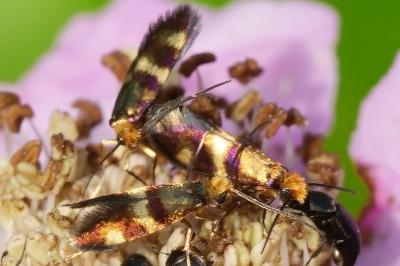 <i>Micropterix aglaella</i>
