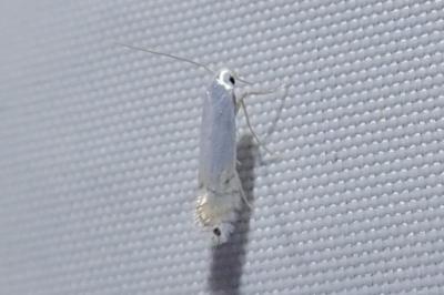 <i>Phyllocnistis</i>