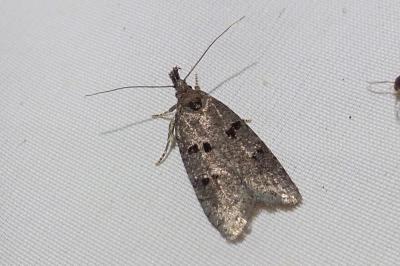 <i>Luquetia lobella</i>