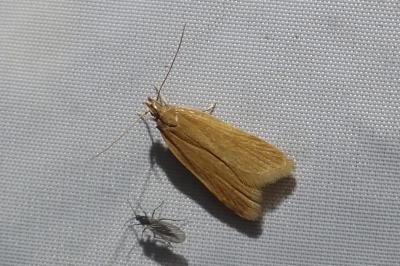 <i>Helcystogramma rufescens</i>