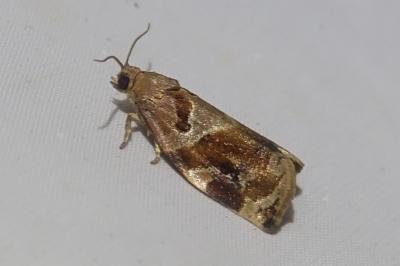 <i>Archips xylosteana</i>