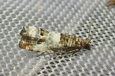<i>Notocelia trimaculana</i>