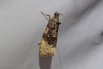 <i>Hedya ochroleucana</i>