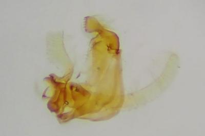 <i>Endothenia nigricostana</i>