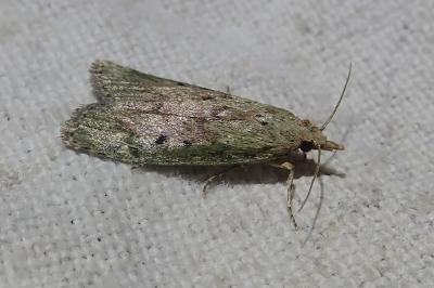 <i>Aphomia sociella</i>