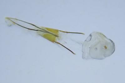 <i>Homoeosoma nebulellum</i>