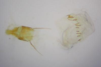 <i>Ephestia woodiella</i>