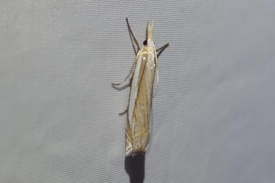 <i>Crambus pascuella</i>