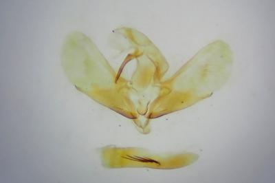 <i>Scoparia pyralella</i>
