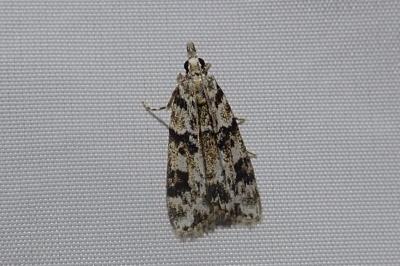 <i>Eudonia delunella</i>