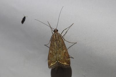 <i>Loxostege sticticalis</i>