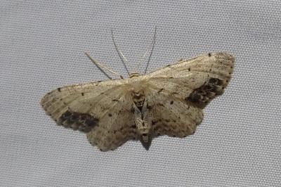 <i>Idaea dimidiata</i>