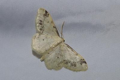 <i>Idaea trigeminata</i>