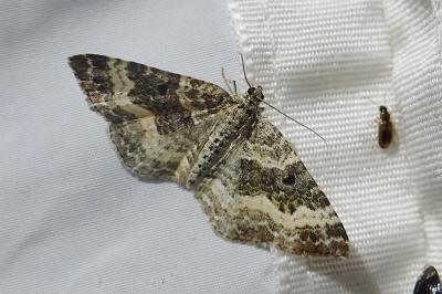 <i>Epirrhoe alternata</i>