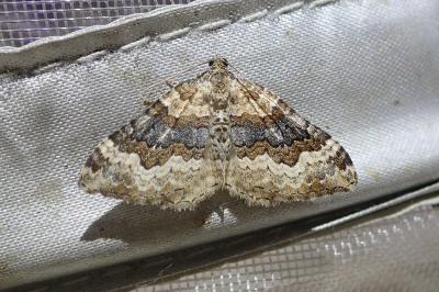 <i>Epirrhoe galiata</i>