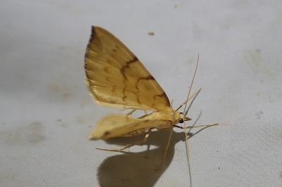 <i>Gandaritis pyraliata</i>