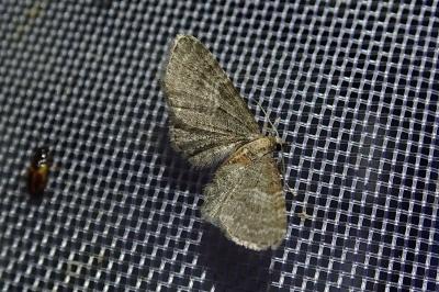 <i>Eupithecia haworthiata</i>