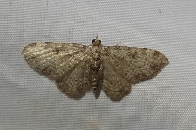 <i>Pasiphila chloerata</i>