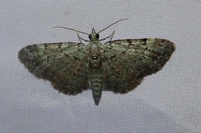 <i>Pasiphila rectangulata</i>