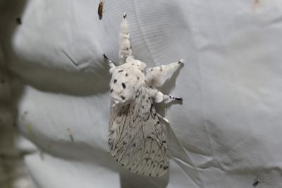 <i>Cerura erminea</i>