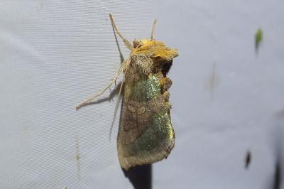 <i>Diachrysia chrysitis</i>