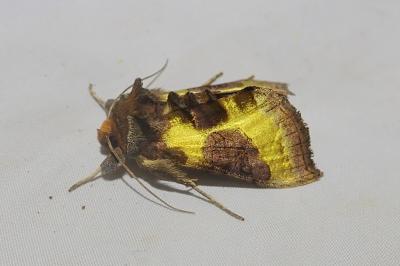 <i>Diachrysia chrysitis</i>
