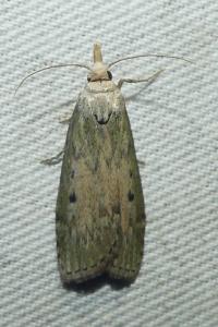 <i>Aphomia sociella</i>