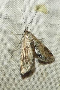 <i>Cataclysta lemnata</i>
