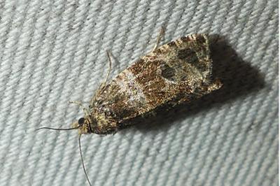 <i>Celypha lacunana</i>