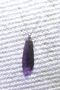 <i>Coleophora</i>