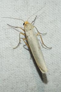 <i>Eilema caniola</i>