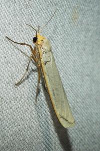 <i>Eilema caniola</i>