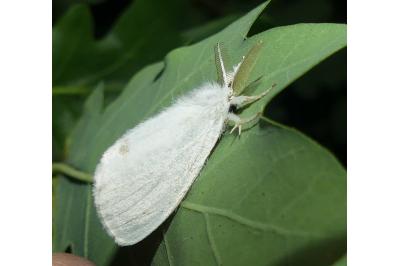 <i>Sphrageidus similis</i>